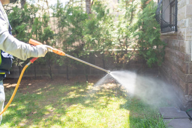 Best Spider Control Near Me  in Seth Ward, TX